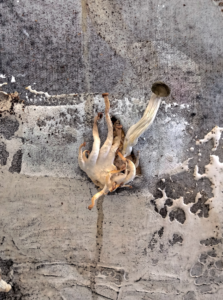 Someday we´ll be eaten by our food, 2020