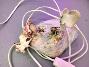 Someday we´ll be eaten by our food, 2020