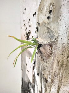 Someday we´ll be eaten by our food, 2020